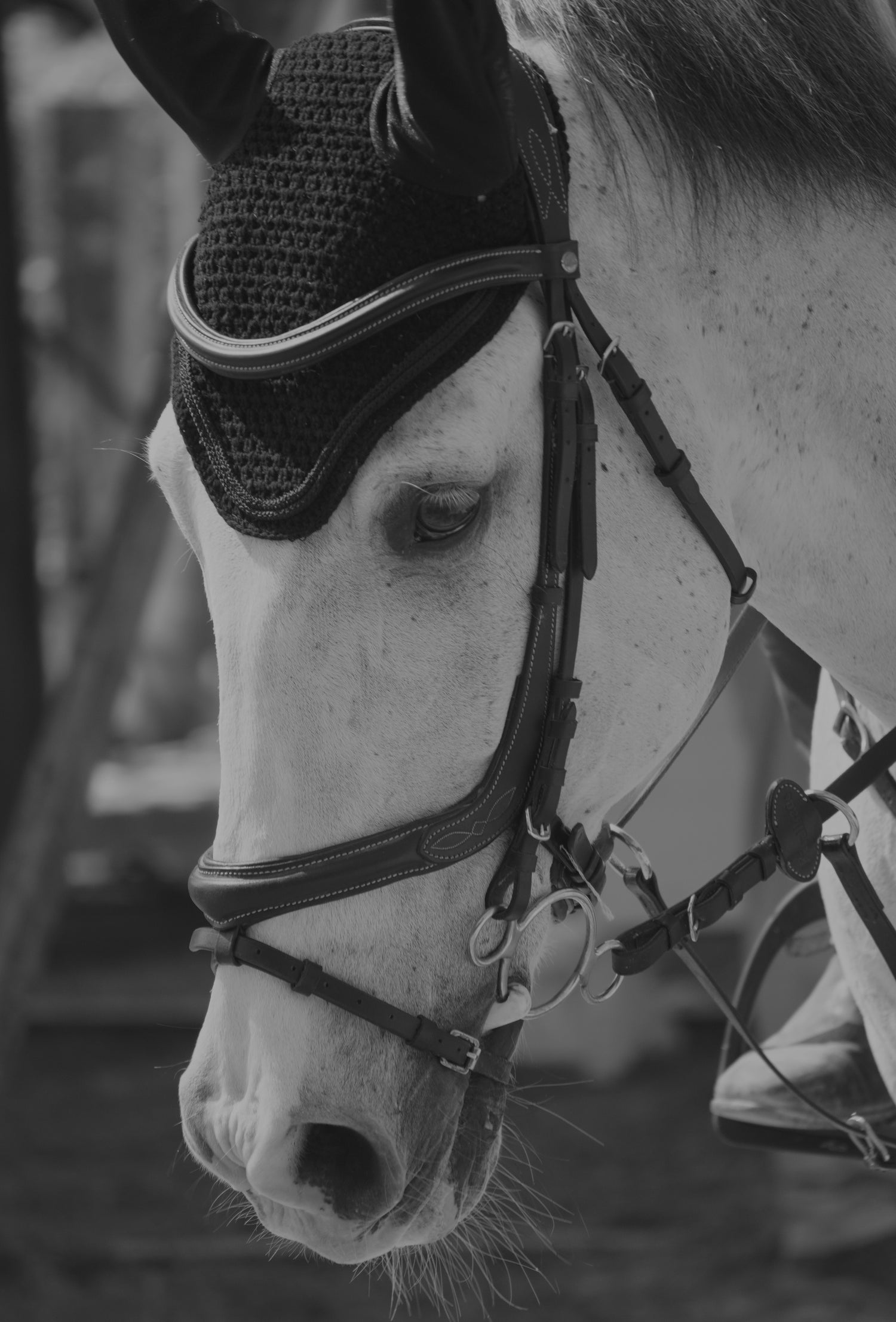 Caballos