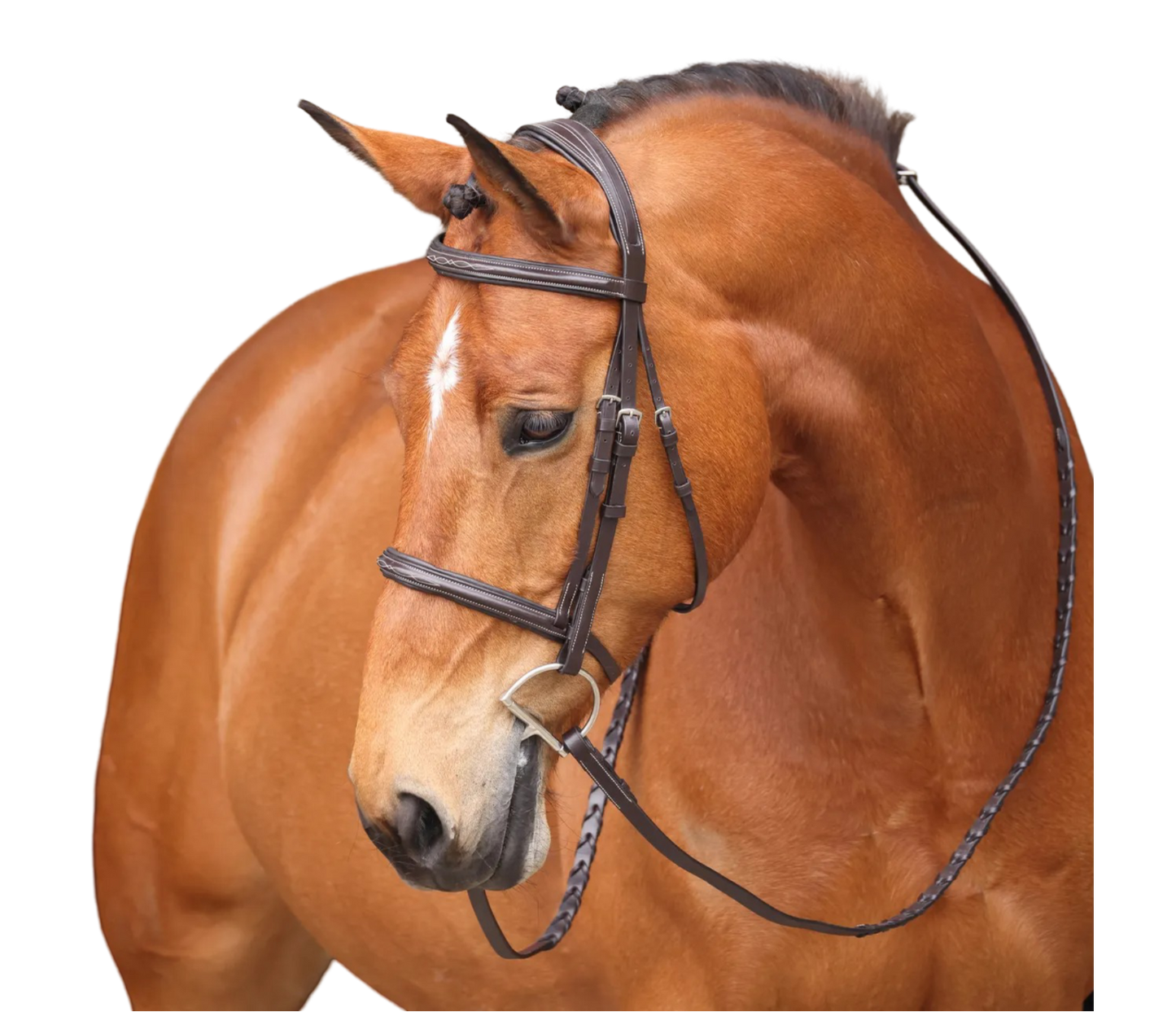 AVIGNON CABEZADA NASHVILLE MOD. 50000